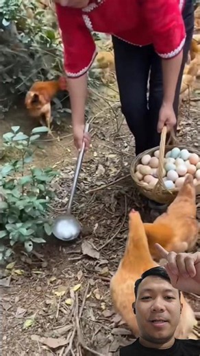 Thu Hoạch Trứng Gà Nhanh Gọn Như Thế Này Mới Đã! 😲🥚 #TrungGa #ThuHoach #Shorts