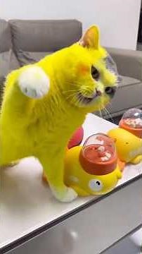 Cats Being Dumb, Cute & Hilarious 😹 Ultimate Compilation!