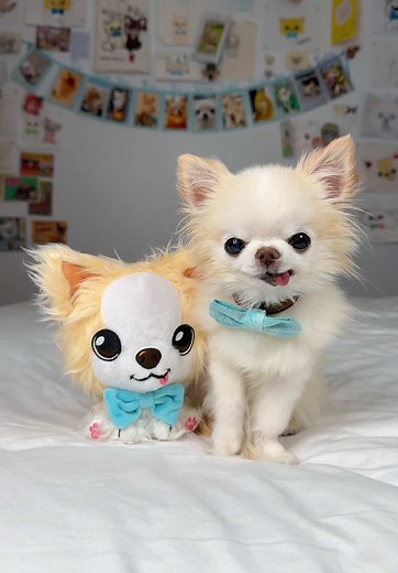 Fluffy Tiny Chihuahua Cedric Plushies Now Available!