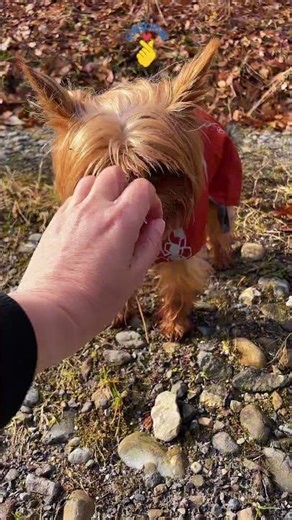 He Can’t See… But He Feels Everything 🐶❤️ | Jurassic Bark Dog TV