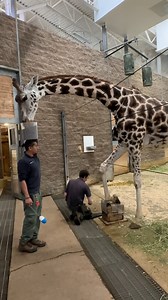 25M views · 991K reactions | Keeping a giraffe’s hooves in tip-top...