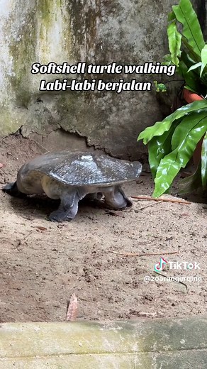 Zoo Ranger Qing on TikTok