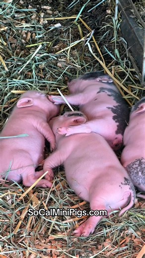 The Adorability of Piglets: A Cuteness Factor You Can't Ignore