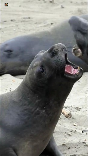 Sea Lion Sounds 🖤 (SEA LION)