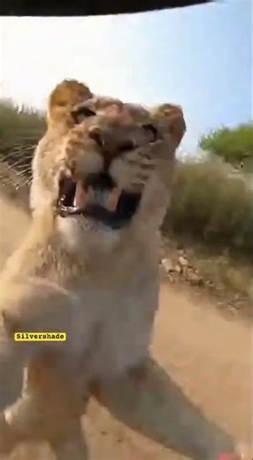 GoPro Helmet Cam: Soldier Turns Too Late After Hearing a Growl