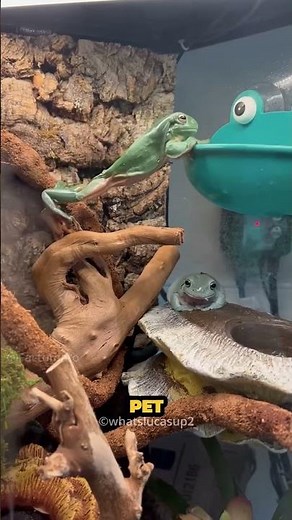 The Giant Transformation of Dumpy the Frog! 🐸📈 #Shorts #animals