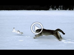 Wolf Vs Rabbit | Wolf Pack Hunts A Hare | The Hunt | Sharp Wild Animal