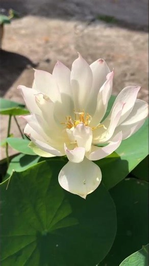 This lotus flower is worth collecting