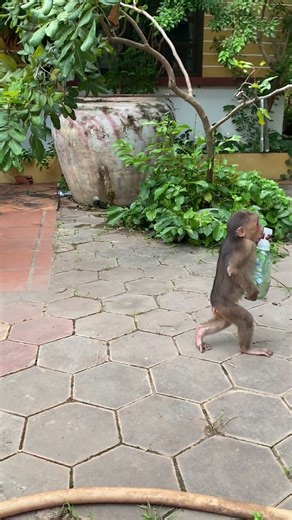 Bring Shampoo for MOMMY #monkey #shorts #cuteanimal #animals