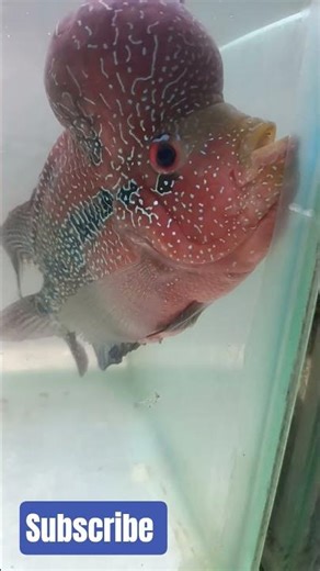 Aggressive Flowerhorn Fish Attack 😱 Most Beautiful Monster Fish #shorts