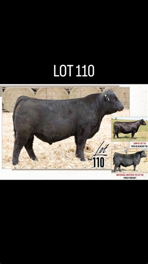 ▪️ LOT 110 ▪️ A grand opportunity at the only maternal brother in the breed to Poss Pursuit to sell this year! A larger framed bull with elite foot quality and maternal merit. Sired by the new resident herd sire EZAR Desperado, this will be a sale highlight! His dam has quickly become an elite member of our donor arsenal, where she earned her entrance the old fashioned way through progeny performance and predictability! | Poss Angus