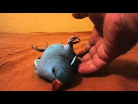 Parrot trick training : play dead trick