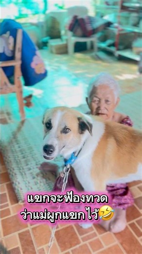 ทวดแม่ผูกแขกไว้ทวดจัดการแม่ให้แขกเลย🤣 #กล้วยแขกหลานทวด #smartdog #สุนัขแสนรู้ #เอ็นดู #shorts