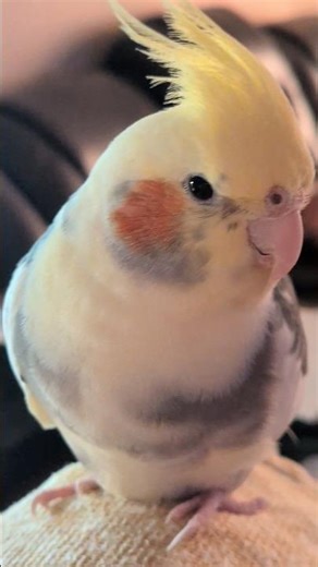 Cute Birby 🩷 #birb