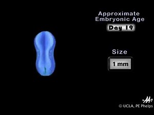 16 Neurulation Animation