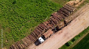 Timber truck loading a cut trees in forest. Transport raw timber from felling site. Forest harvesters and crane forwarder machine. Arial view of the clearing of plantation in forests. Logging industry