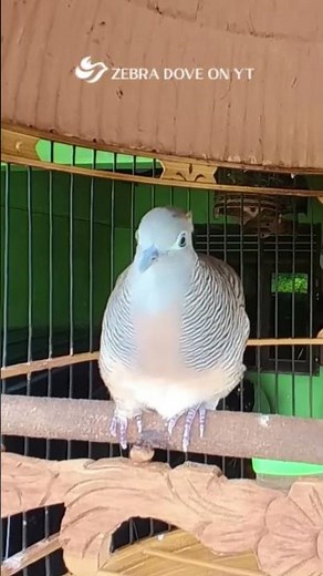 Zebra Dove call Bird sounds for relaxations 54 #birds #birdsounds #birdsoundscape #birdsong #animals