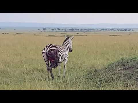 Zebra mortally wounded by lions