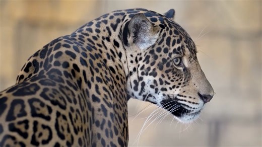 Palm Beach Zoo's 'Rhythm in the Wild' brings live music, animal encounters, and nighttime magic