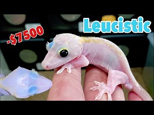 SUPER FIRE CRESTED GECKO unboxing! (Aka Leucistic)