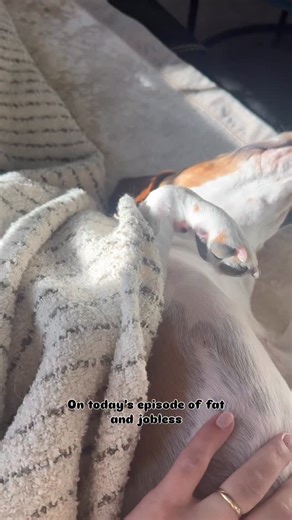 So tired after breakfast… . . . . . . . . . . . . #beagles #beagle #beaglepuppy #beaglelove #beaglelife #beaglemania #beagleworld #beagledaily #beagledog #beagleboy #beaglelovers #beaglestyle #beagleoftheday #puppy #puppylove #puppys #puppylife #puppyoftheday #puppydog #puppylover #puppyeyes #beaglelovers #puppyface #puppybeagle #puppylovers #puppyfun #puppyworld #puppyvideo #beaglesuchabeagle | Simon’s life