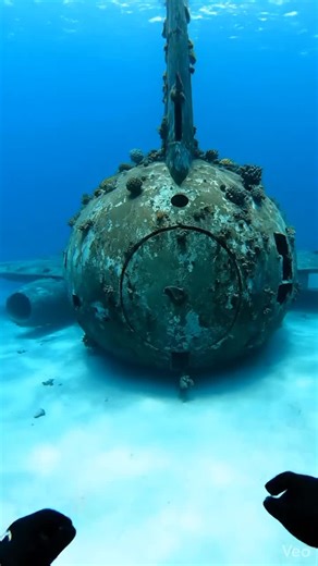 Exploring Creepy Underwater Creatures