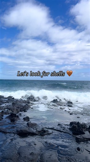 Discover Cowrie Shells on the Beaches of Oahu