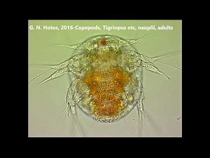 Copepods marine, Tigriopus, adults, hatching, nauplii-Dr G. Hotos Lab, Greece.