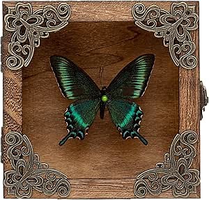 Real Taxidermy Butterfly Shadow Box - Framed Butterfly Taxidermy Meticulously Handcrafted, Goth Gifts Butterfly Decoration Box (Spring-Type Green-Banded Crested Butterfly (Family Papilionidae))