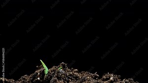 Macro time lapse of fresh cucumber growing. Close-up of the germination and growth of tiny leaves, rotating during growth. Healthy vegan food concept. Motorized panoramic movement. On a black