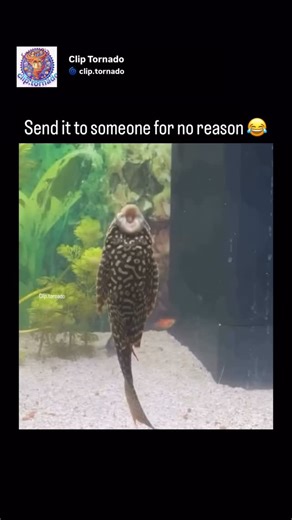 Clip Tornado on Instagram: "#Viral #Reels #ExplorePage #Trending #ForYou #FYP #ReelItFeelIt #ViralVideo #ViralReels #exploremore #MemeReels #RelatableReels #MemeLife #ComedyReels #DailyMeme #LOL #MemePage #MemeLovers #MemeWorld #relatable #FYP #ReelItFeelIt #ViralVideo #ShareThis #CommentYourThoughts #WatchTillEnd #TagAFriend #SaveThis #MustWatch #laughoutloud"