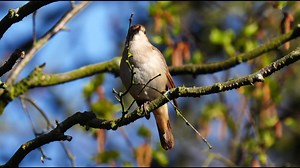38K views · 4.1K reactions | Common nightingale singing (Luscinia megarhynchos) Europe, Palearctic, Sub-Saharan Africa. | BIRDS & Nature | Facebook