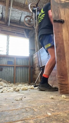 Another day of dagging #sheep #farmlife #nzfarming #dagging #farming #nz #fyp