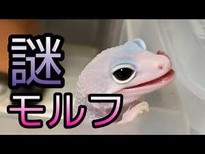 [Rare species??] Mysterious morph leopard gecko born in my home