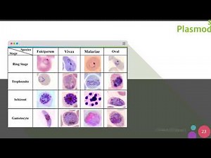 Medical Students Explained: Types of Parasite