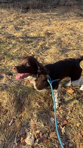 The sun is out finally. Bozeman is learning to see the actually grass after a long first winter. #puppy #brittanyspaniel #spring
