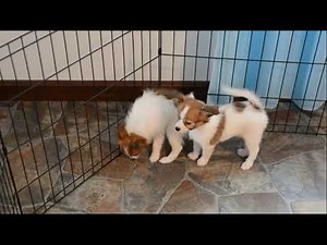 Papillon Puppies For Sale