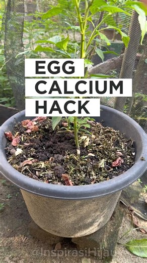 Make Eggshell Calcium Available FAST for Plants (Stop Using It the Wrong Way!)
