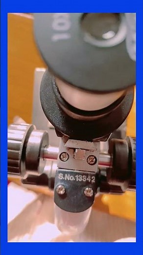 T.S of Testis under microscope 🔬