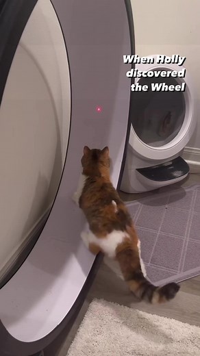 Breaking News: Holly has officially joined the Cat Olympics! 🏆🔥 🎥 @catrickbeverly #onefastcat #catwheel #cats #cat #catexercisewheel #catfitness #cathealth | One Fast Cat