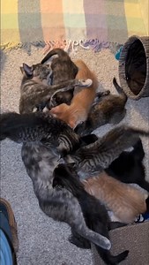 🎉Happy Mew Year🎉 to all💕but we must acknowledge mama of 2025 award goes to……Rosalind🐾💕 yikes, that was a lot of babies. Applications are being accepted on these little bundles of fluff. | Critteraid