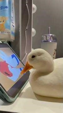 The only duck breed that bonds like a dog: the call duck