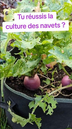 Are you successful at growing turnips? #vegetablegarden #garden #turnip #harvest #cultivation