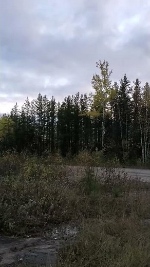 scary screams heard in Canadian forest. people say bigfoot.