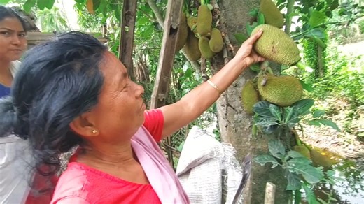63K views · 2.7K reactions | Today we are cooking jackfruit recipe | Village Vlog | Facebook