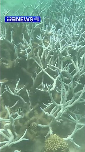 A massive underwater heatwave has devastated Ningaloo Reef | 9 News Australia