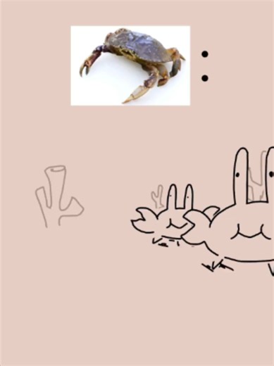 Peacock Mantis Shrimp Care Guide