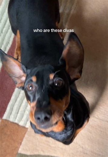 What is this song called? — Identify the tune from 'who are these divas'
