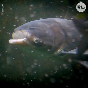 24K views | Does this fish rebrand make you want to eat it? https://bit.ly/2NaD6Il | USA TODAY Video | Facebook