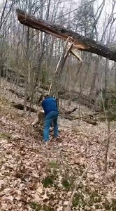 Awkward Moments of Failed Logging #satisfying #asmr #tree #oddlfysatisfying #fyp | Agriculture &Tree-cutting